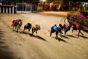 Bí Kíp Cược Đua Chó Mu88 Chắc Thắng Từ Chuyên Gia Hàng Đầu