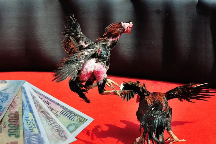 Bí Kíp Cách Chơi Đá Gà Sabong Tại Mu88 Thắng Lớn Mỗi Ngày